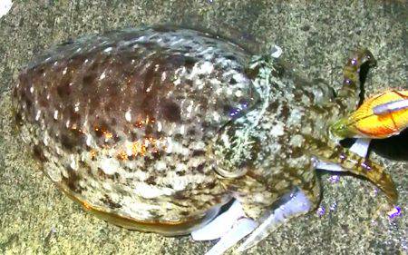 連日コウイカ好調！ヤリイカ？も釣れました